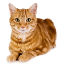 �L�@�����a�@�@�x�m���s�@��؂ǂ��Ԃa�@